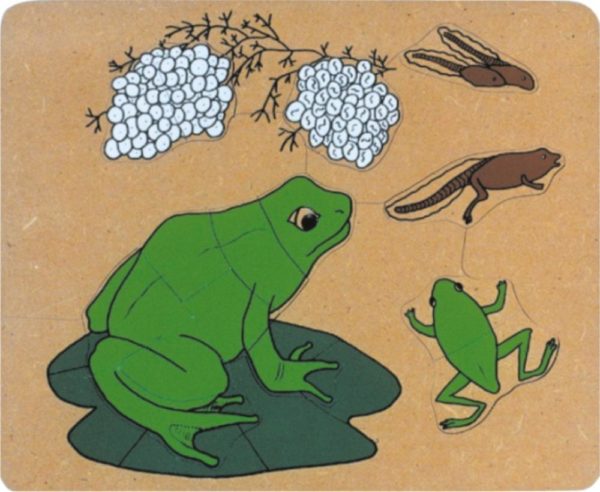 Frog Life Cycle Puzzle (15pcs)-0