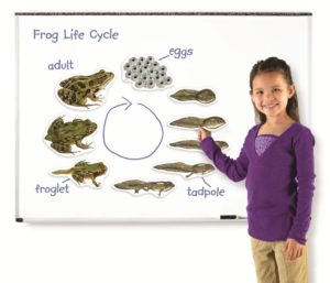 Giant Magnetic Frog Life Cycle (9pcs)-0