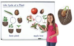 Giant Magnetic Plant Life Cycles (12pcs)-0