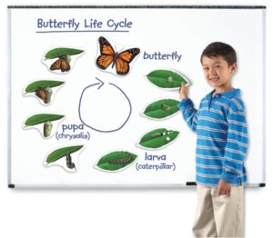 Giant Magnetic Butterfly Life Cycle (9pcs)-0
