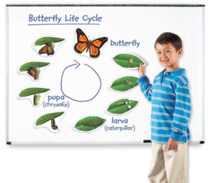 Visual Learning