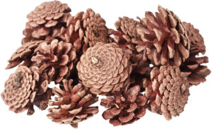 Pine Cones 200gsm-0