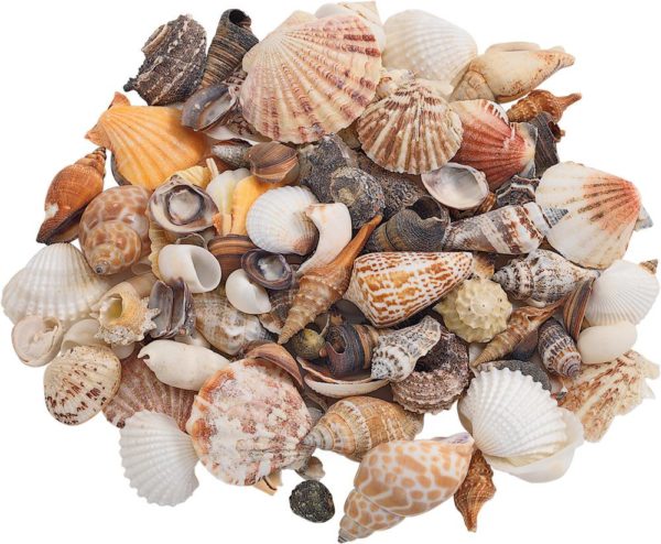 Sea Shells Assorted-0