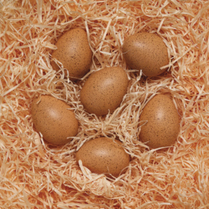 Sensory Sound Eggs (6pcs)