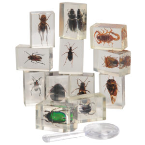 Encased Insects (12pcs)