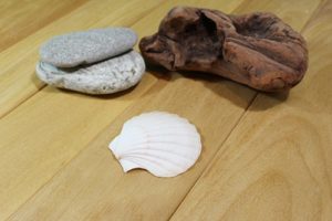 Large White Scallop Shell (1pc)