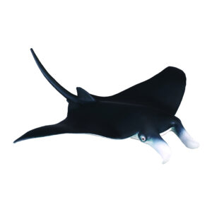 Manta Ray