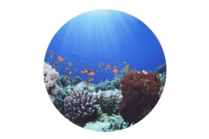 Under the Sea Discovery Mat