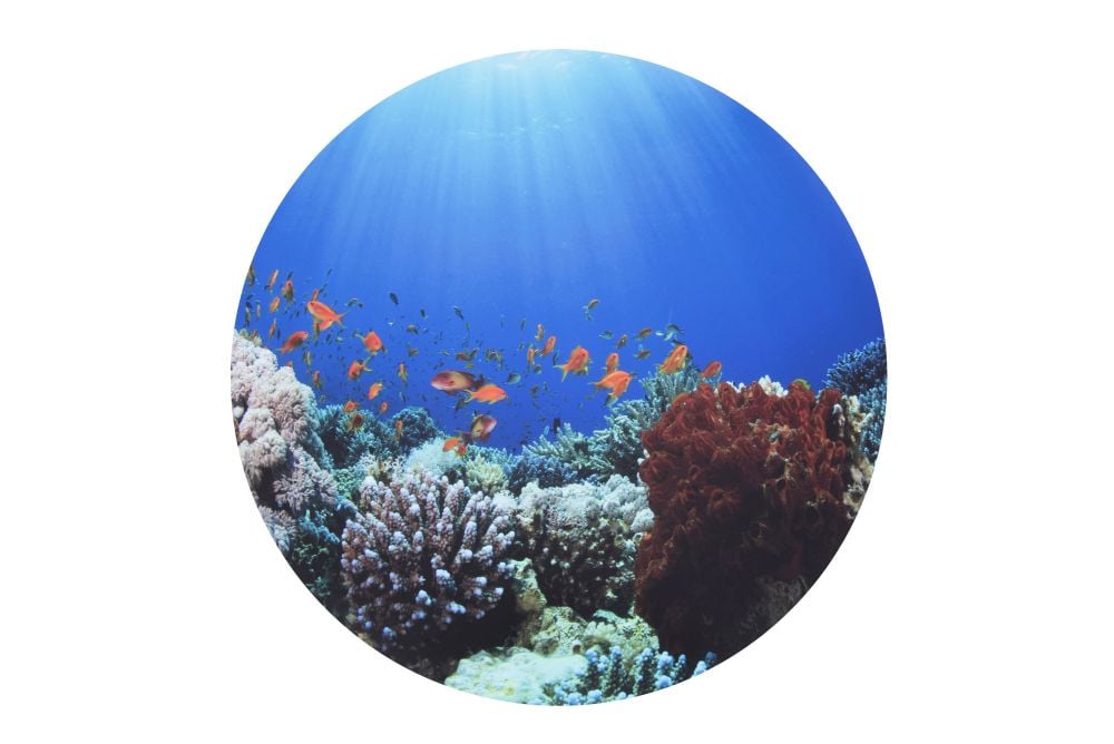 Under the Sea Discovery Mat