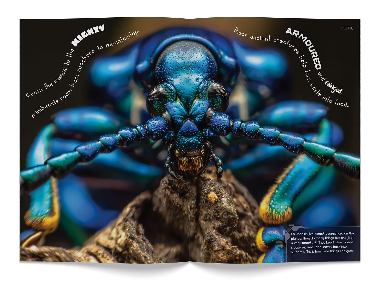 Minibeasts Make The World Go Round Big Book - Image 3