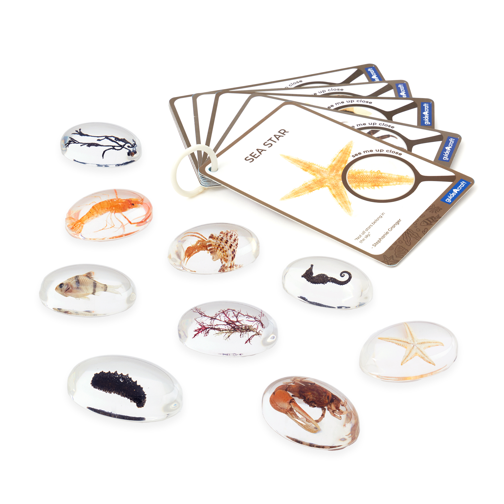 Sea Creatures Specimen Stones - Image 6