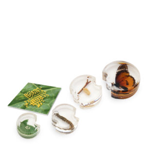 See-Thru Life Cycle Butterfly Puzzle (4pcs)