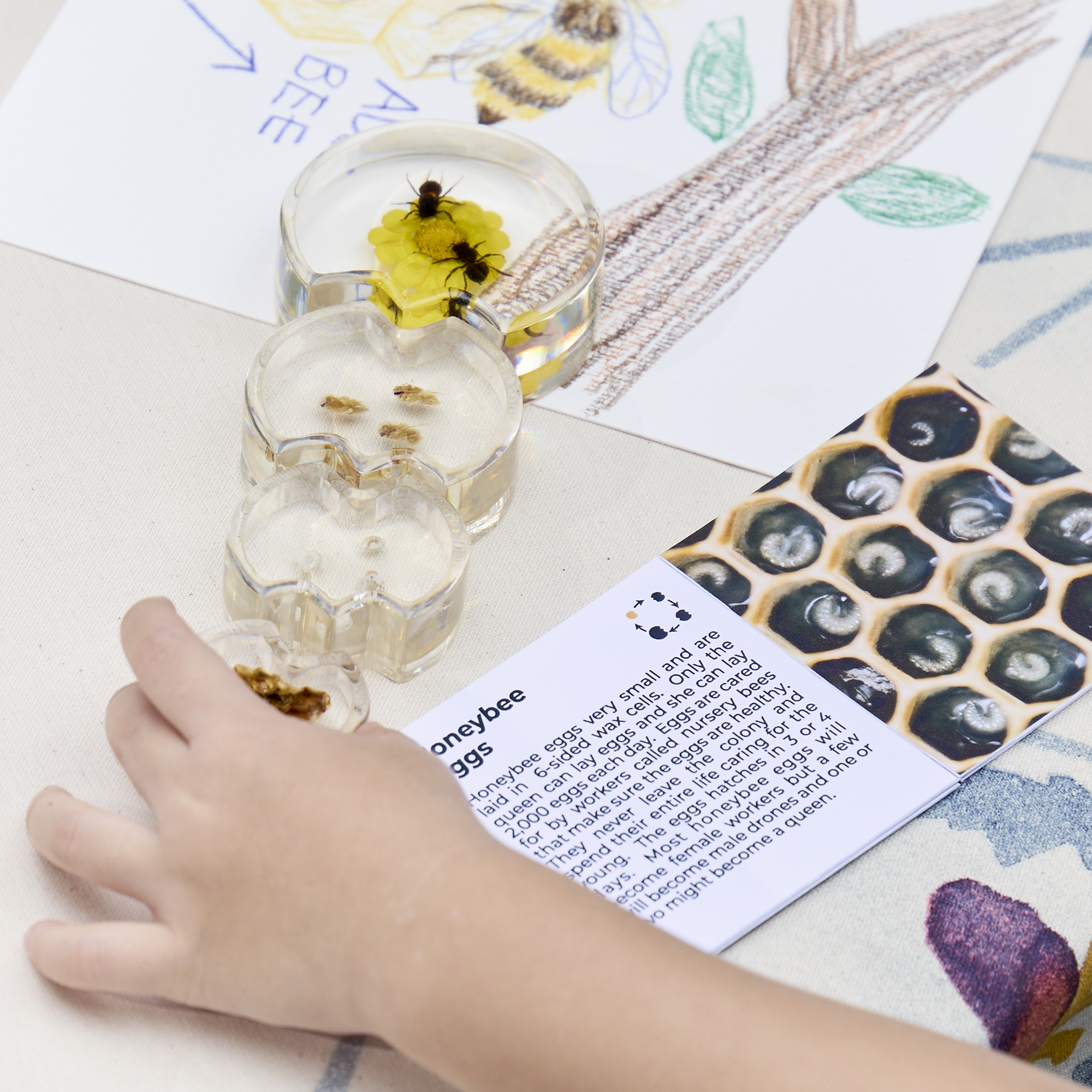 See-Thru Life Cycle Bee Puzzle - Image 5